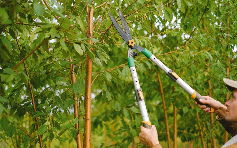 Tree trimming in Brandon, IA