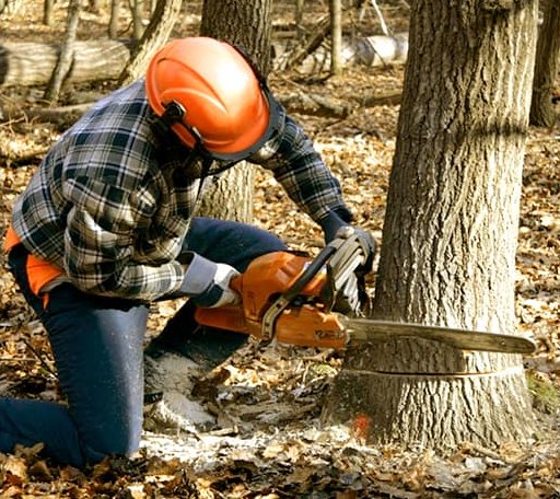 Tree Removal in Brandon, IA
